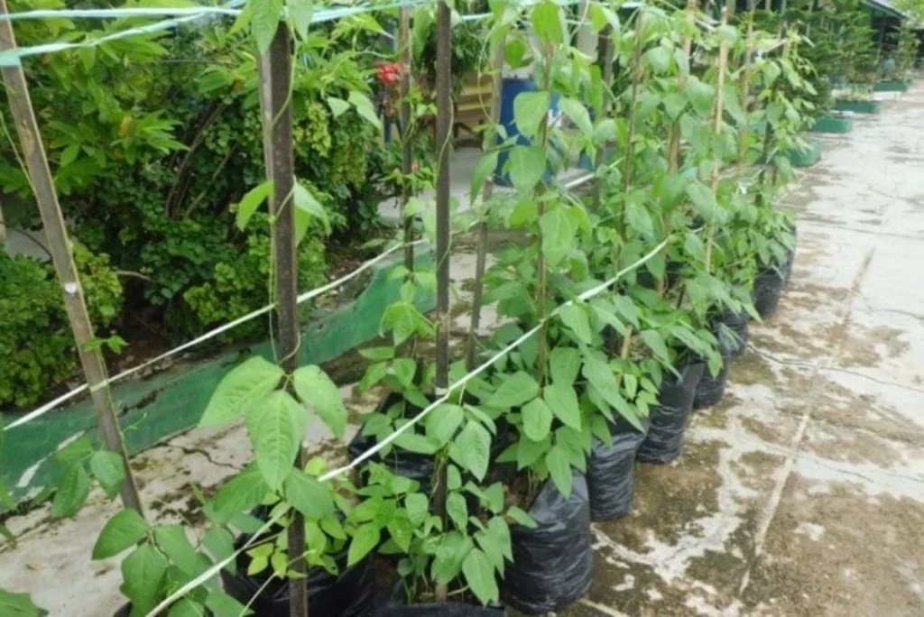 cara menanam kacang panjang di polybag