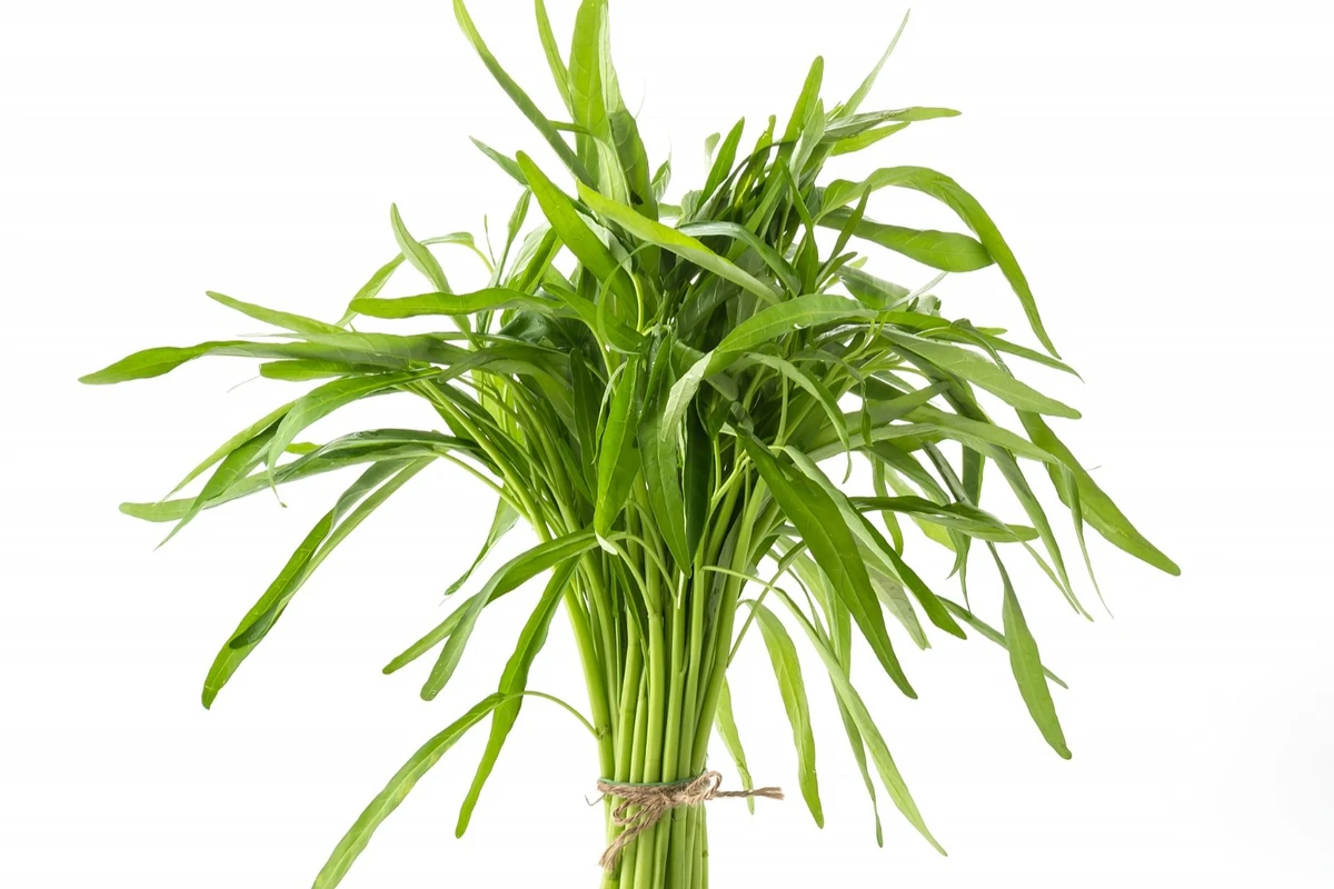 cara menanam kangkung cabut