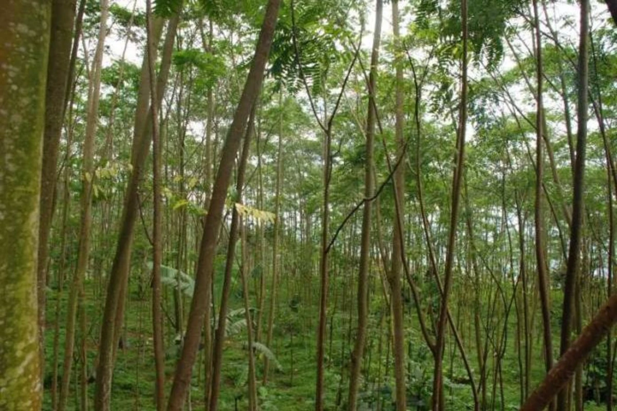 cara menanam pohon sengon