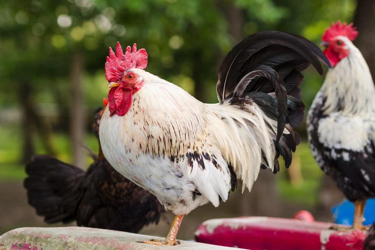 cara ternak ayam poland