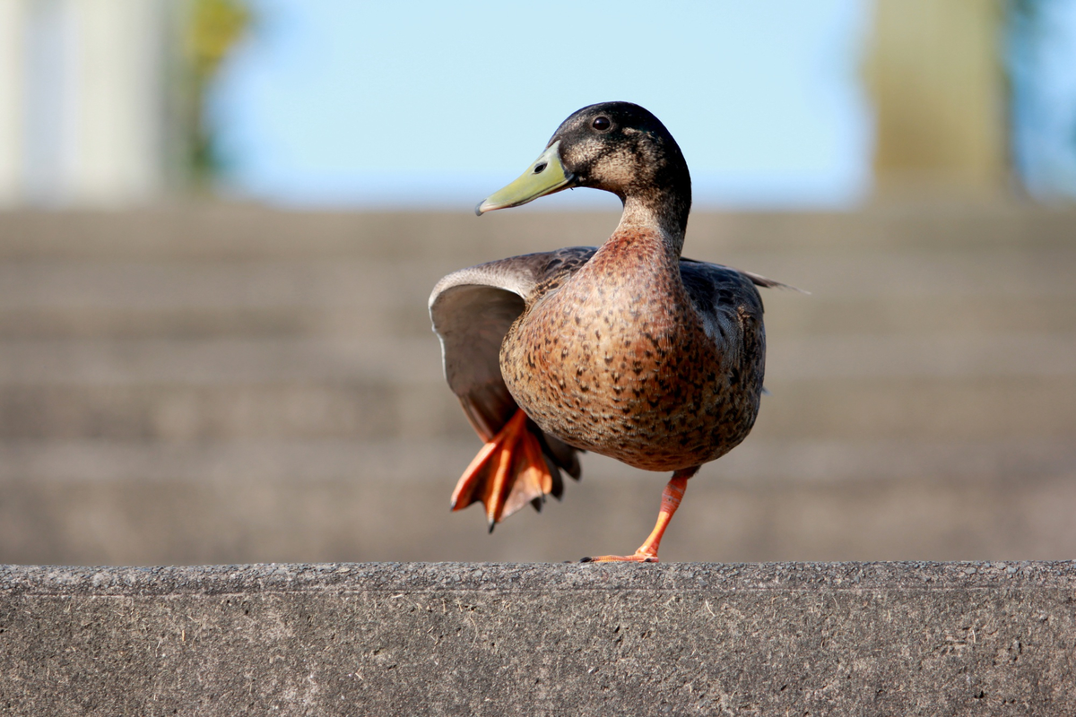 cara ternak bebek alabio
