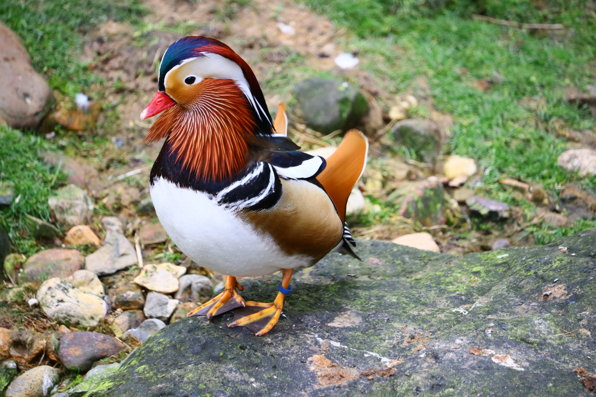 cara ternak bebek mandarin