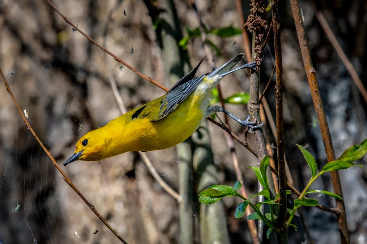 cara ternak burung sirtu