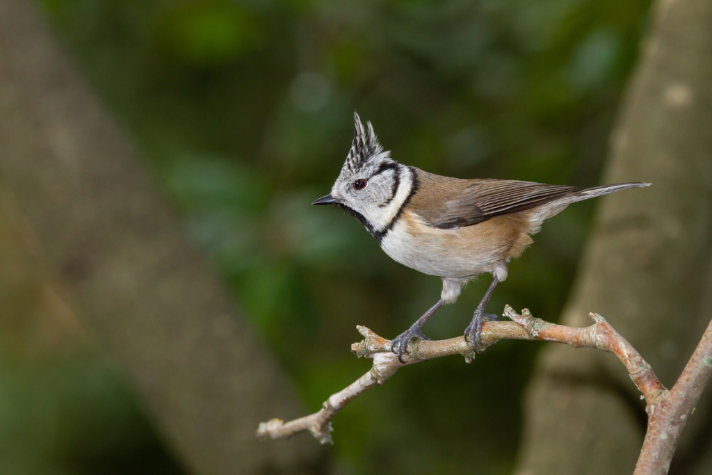 cara ternak burung trucukan