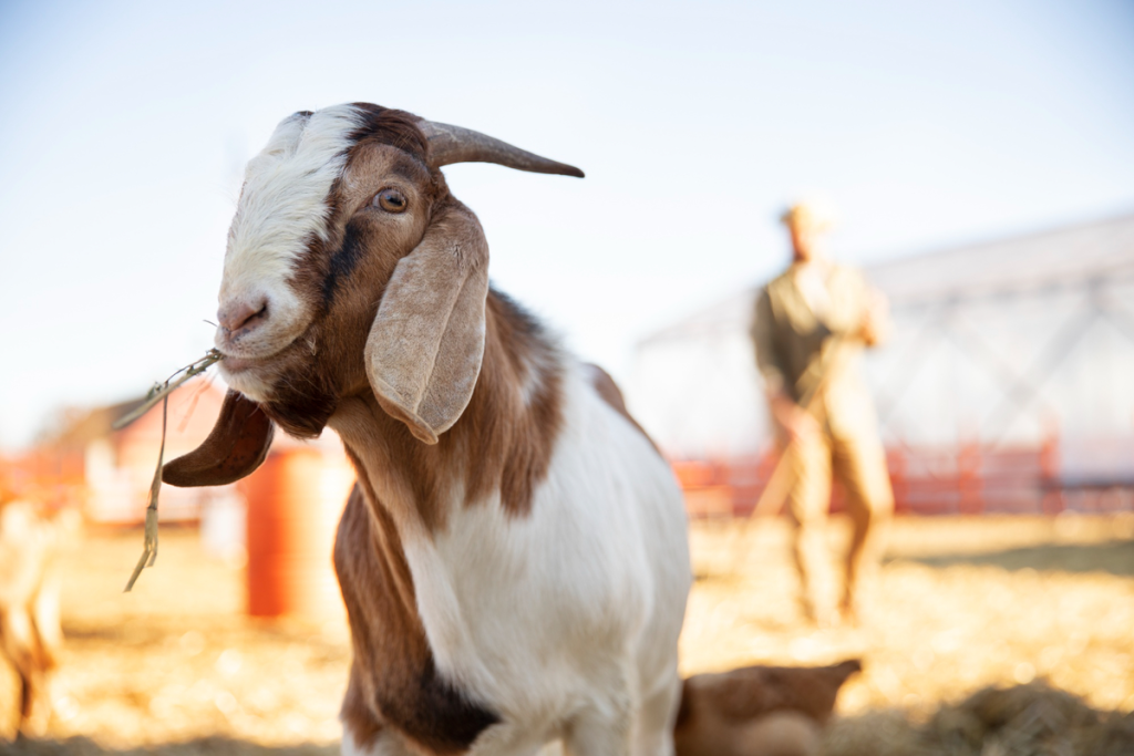cara ternak kambing etawa