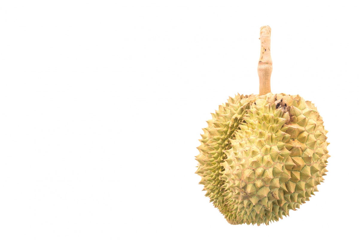 jarak tanam durian musang king