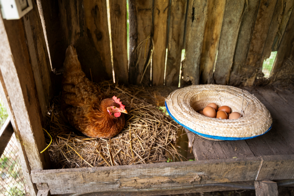 jenis pakan ayam petelur