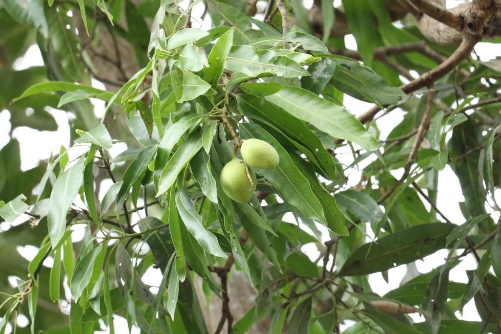 penyakit pada daun mangga