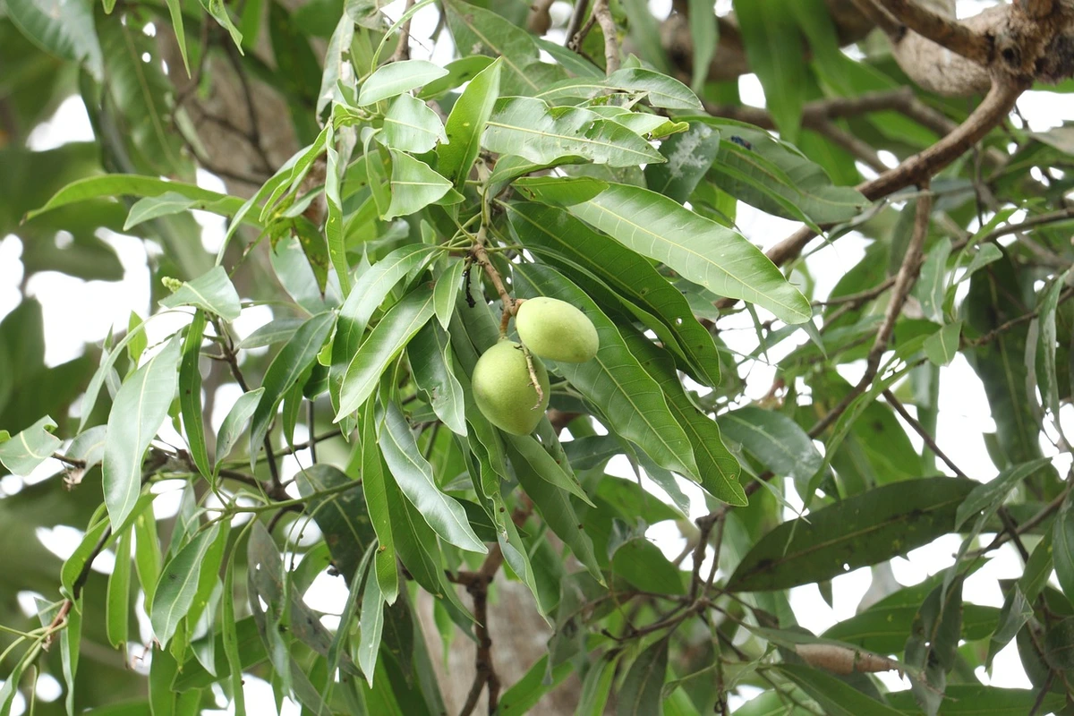 penyakit pada daun mangga