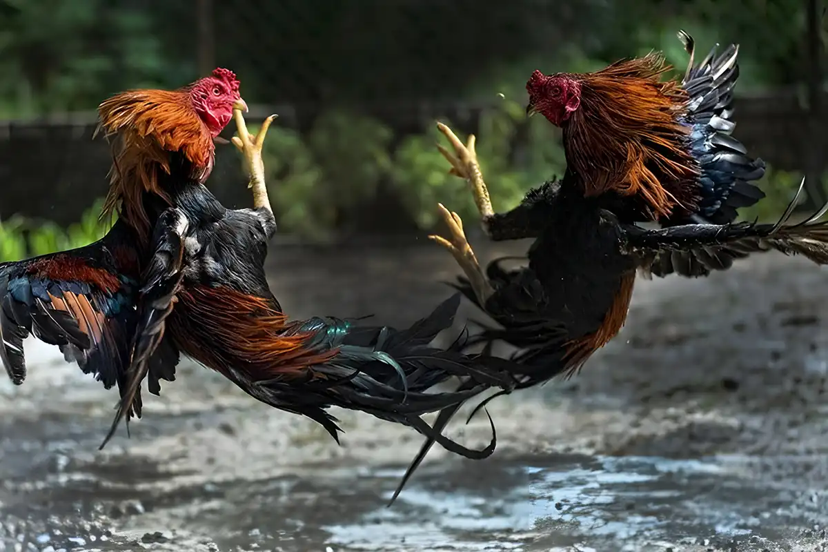5 Manfaat Bekicot untuk Ayam Aduan Tangguh & Siap Tarung!