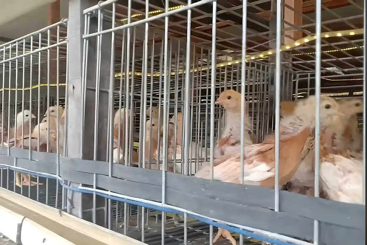 5 Penyebab & Cara Ampuh Mengobati Berak Darah pada Ayam