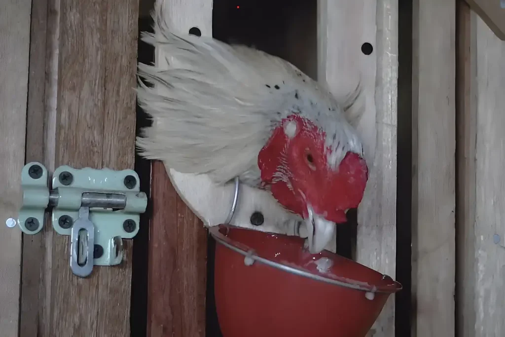 8 Penyebab & Cara Mengobati Ayam Ngorok Biar Cepat Sembuh