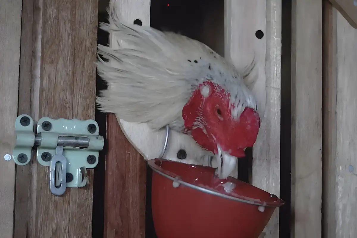 8 Penyebab & Cara Mengobati Ayam Ngorok Biar Cepat Sembuh