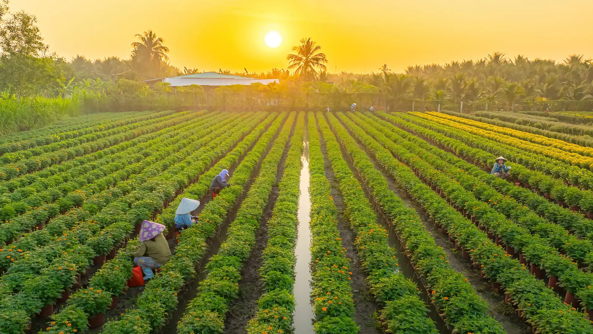 Background gambar desktop Hasil pertanian yang melimpah dengan pupuk organik cair GDM spesialis tanaman pangan dan sayur