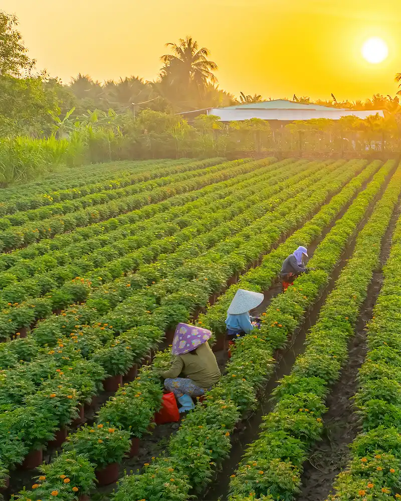Background gambar mobile Hasil pertanian yang melimpah dengan pupuk organik cair GDM spesialis tanaman pangan dan sayur