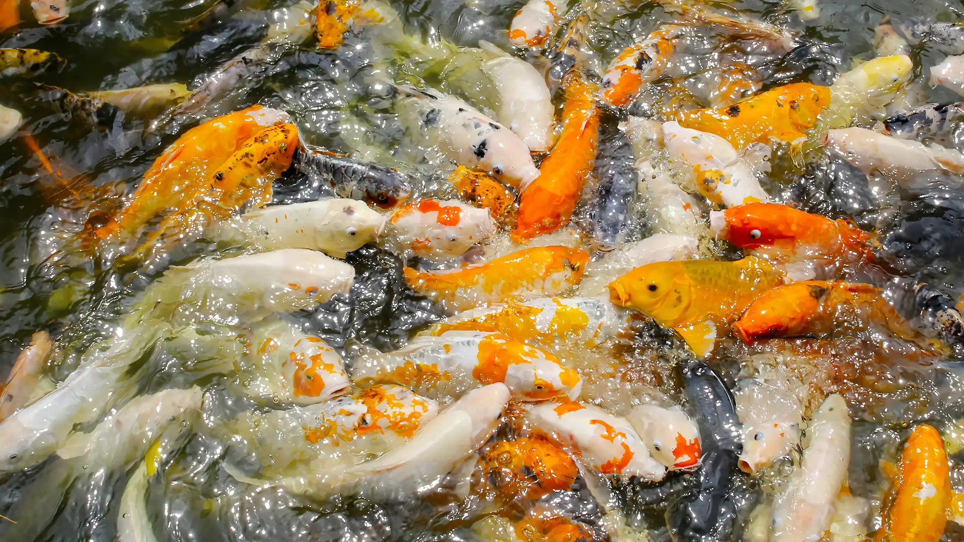 Background gambar desktop Hasil perikanan yang melimpah dengan suplemen organik cair spesialis perikanan dan perairan