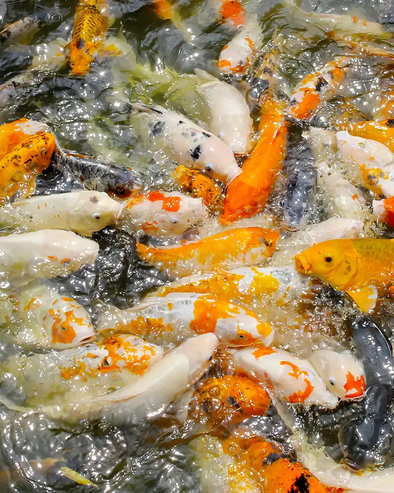 Background gambar mobile Hasil perikanan yang melimpah dengan suplemen organik cair spesialis perikanan dan perairan