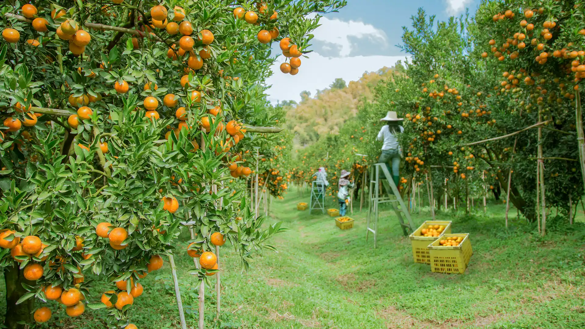 Background gambar desktop Hasil perkebunan yang melimpah dengan pupuk organik cair GDM spesialis tanaman buah buah an