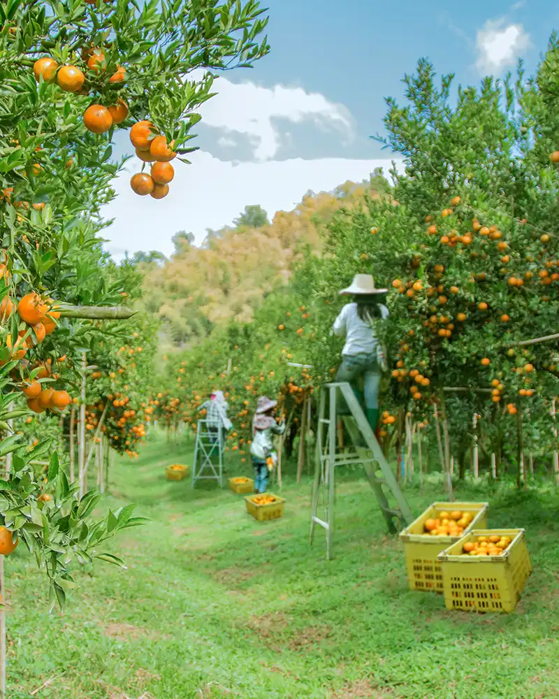 Background gambar mobile Hasil perkebunan yang melimpah dengan pupuk organik cair GDM spesialis tanaman buah buah an