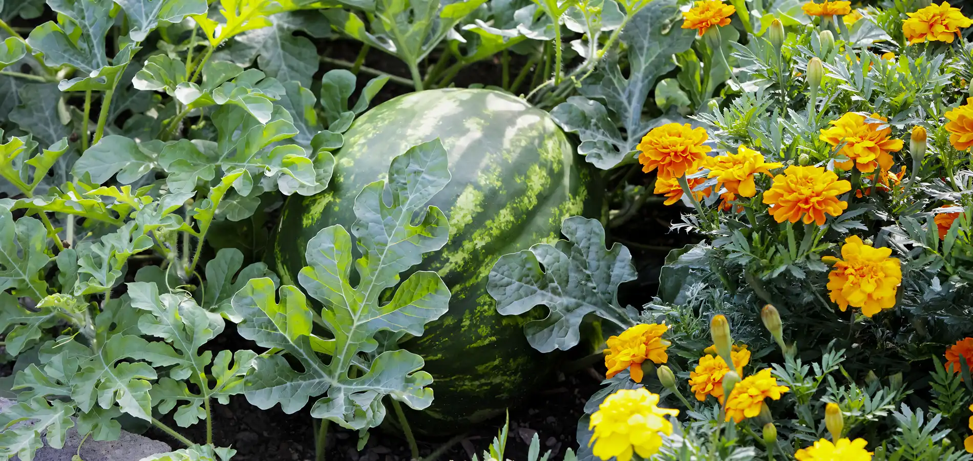 Gambar background desktop buah semangka yang besar dan berkualitas berkat pupuk organik cair GDM spesialis buah buah an