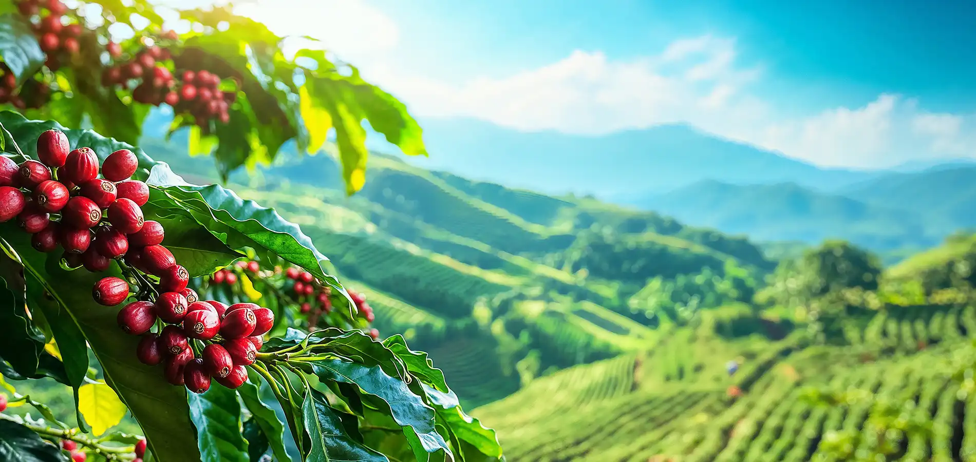 Gambar background desktop biji kopi dengan mutu dan kualitas terbaik berkat pupuk organik cair GDM spesialis perkebunan