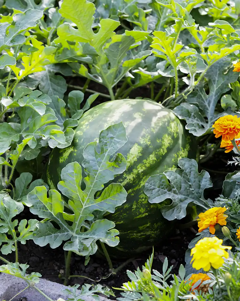 Gambar background mobile buah semangka yang besar dan berkualitas berkat pupuk organik cair GDM spesialis buah buah an