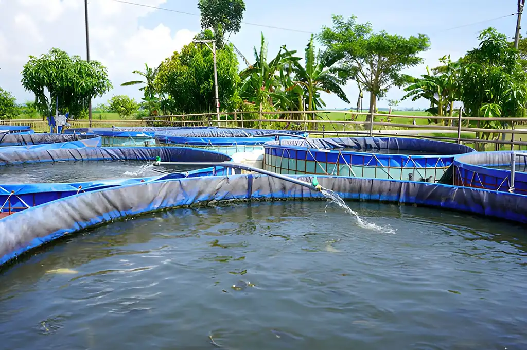 Gambar kolam bioflok yang baru saja diberikan suplemen organik cair GDM spesialis perikanan dan perairan untuk hasil panen yang melimpah ruah