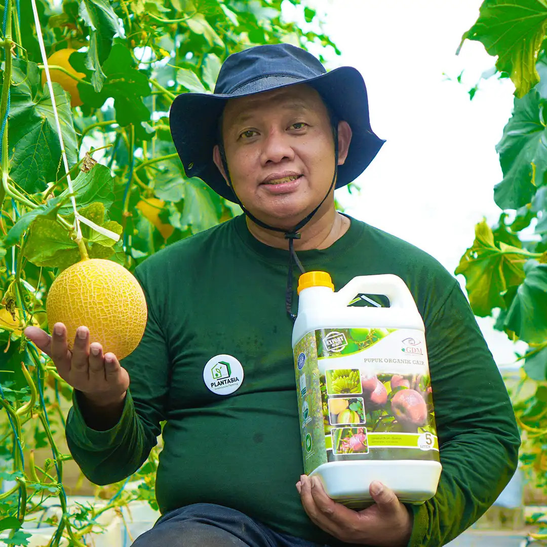 Gambar petani melon yang puas dengan pupuk organik cair GDM spesialis buah buah an dengan kandungan 100% bahan organik