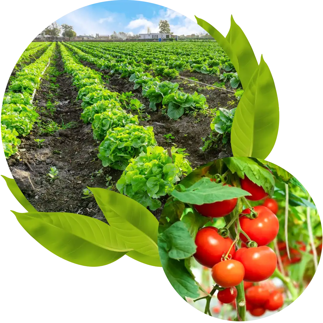 Hasil panen mitra GDM setelah menggunakan pupuk organik cair GDM