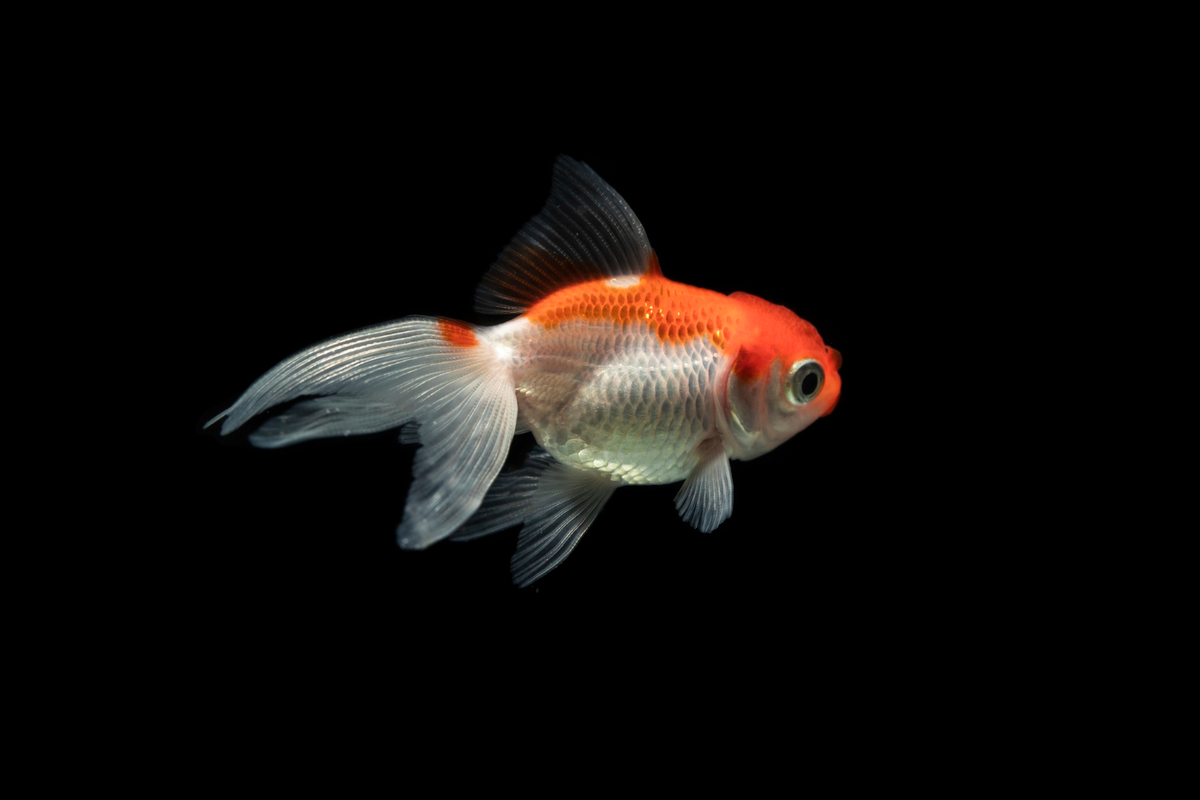 busuk sirip ikan koki