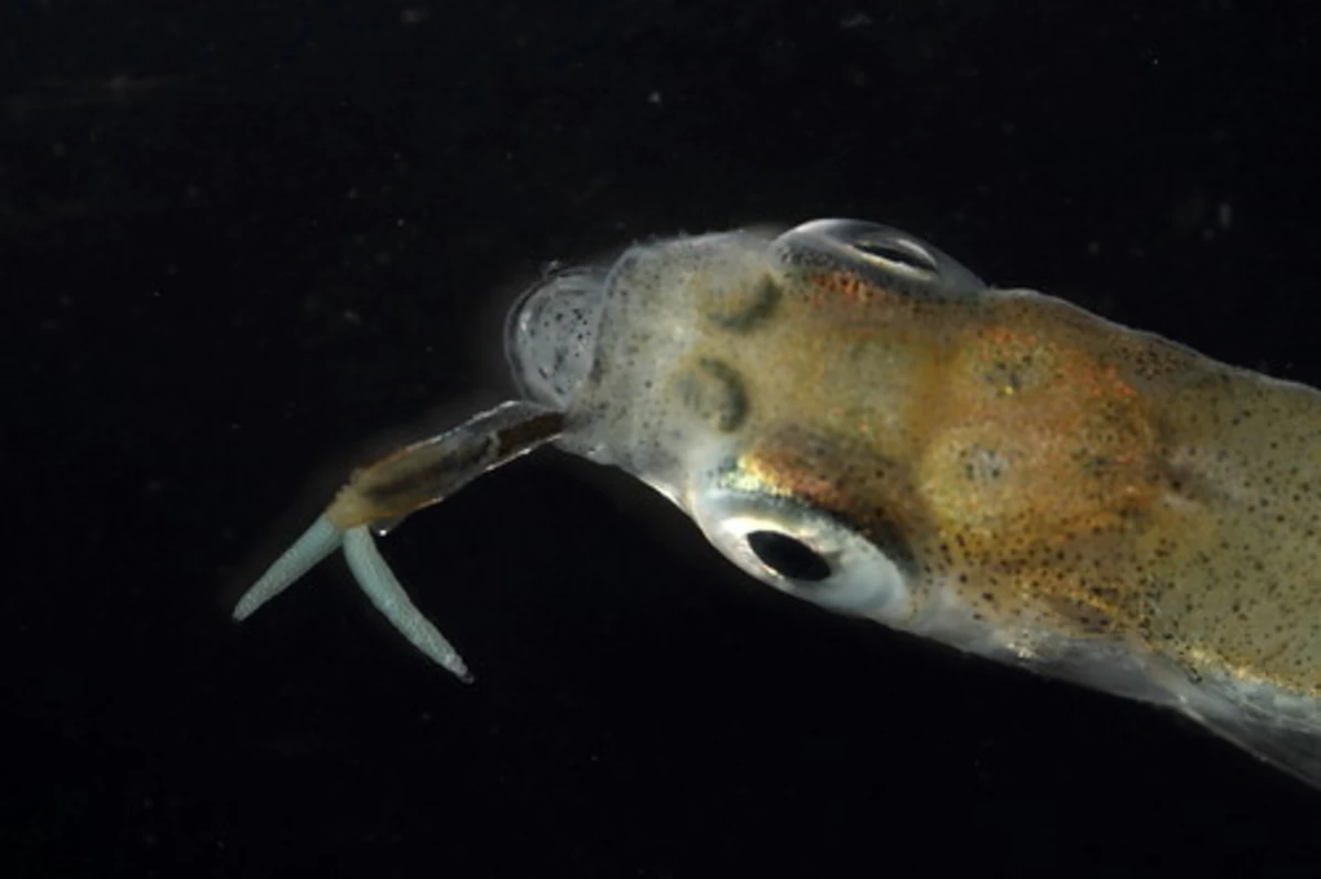 cacing jangkar pada ikan