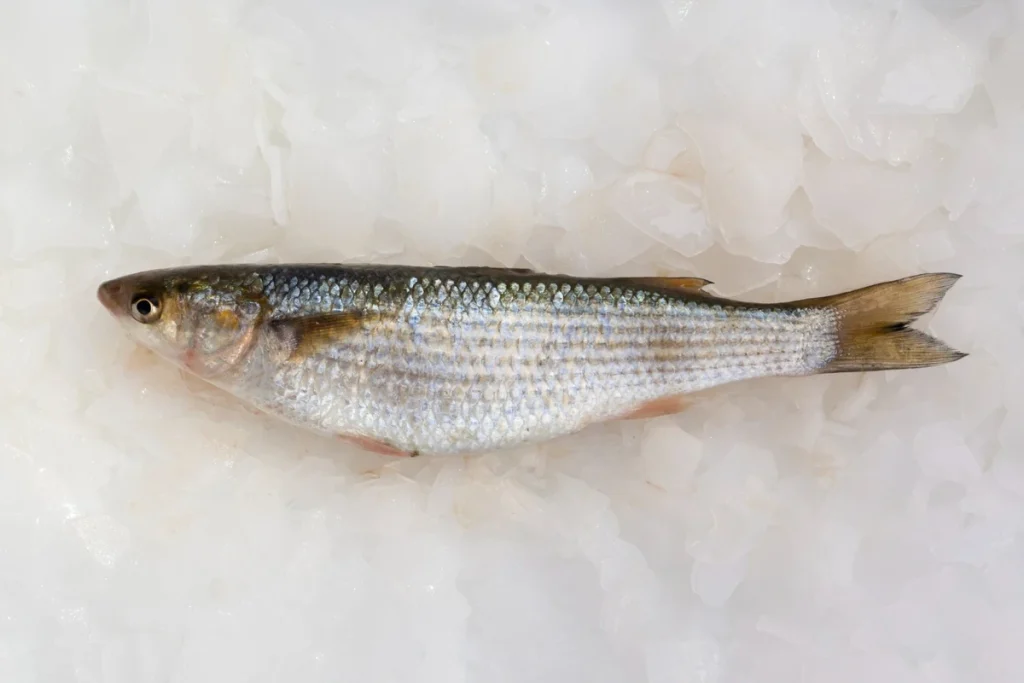 cara budidaya ikan nilem