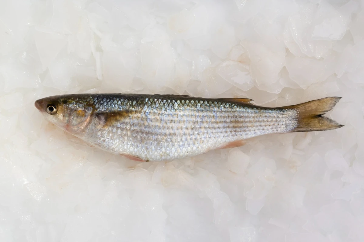 cara budidaya ikan nilem