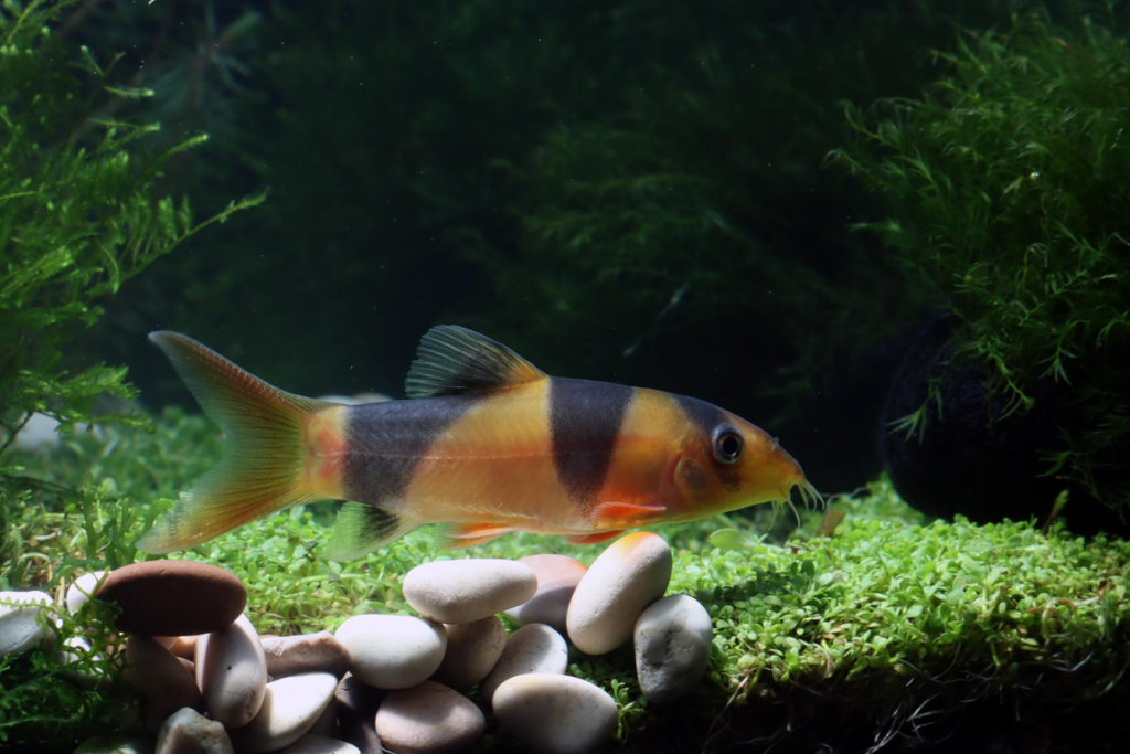 cara budidaya ikan sumatra di aquarium