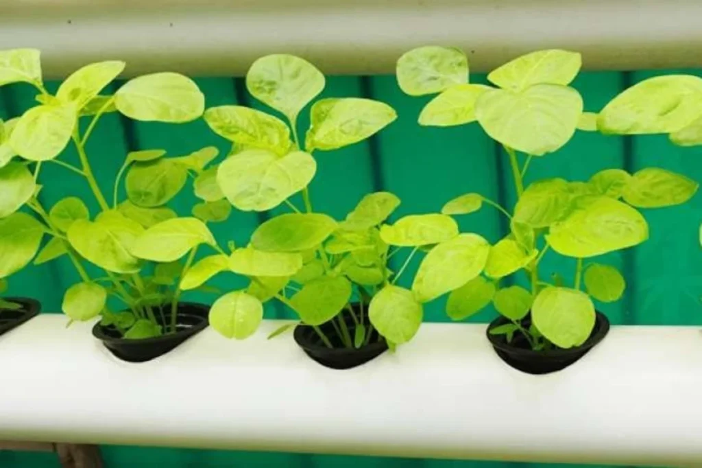 cara menanam bayam hidroponik