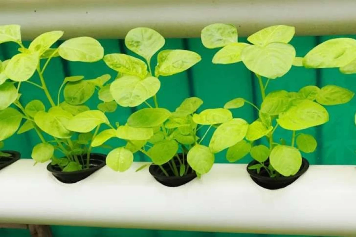 cara menanam bayam hidroponik