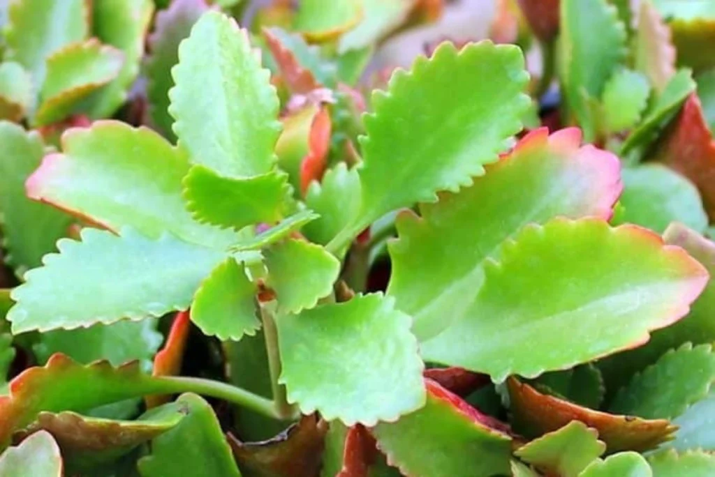 cara menanam cocor bebek