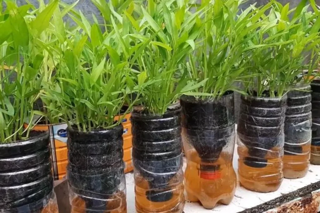 cara menanam kangkung hidroponik