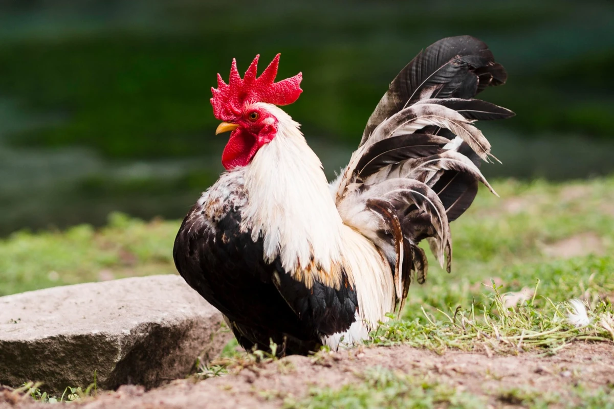 cara merawat ayam filipina