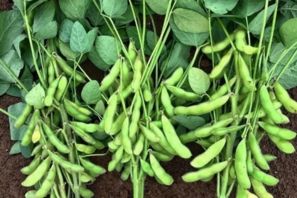 cara merawat kacang kedelai