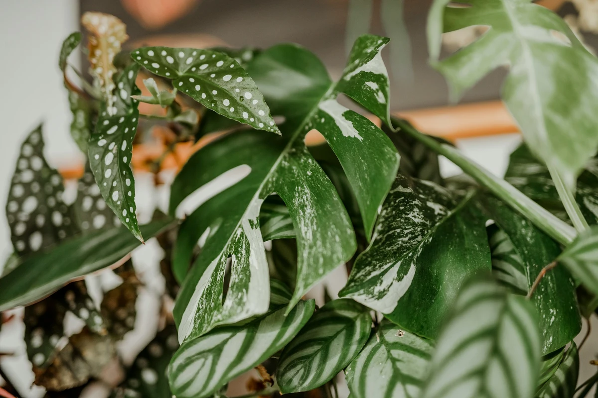 cara merawat monstera