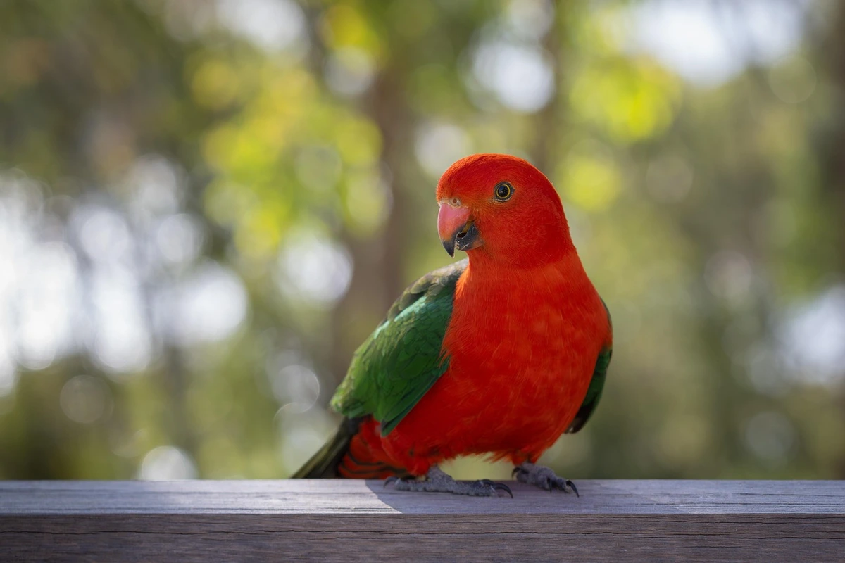 cara ternak burung beo