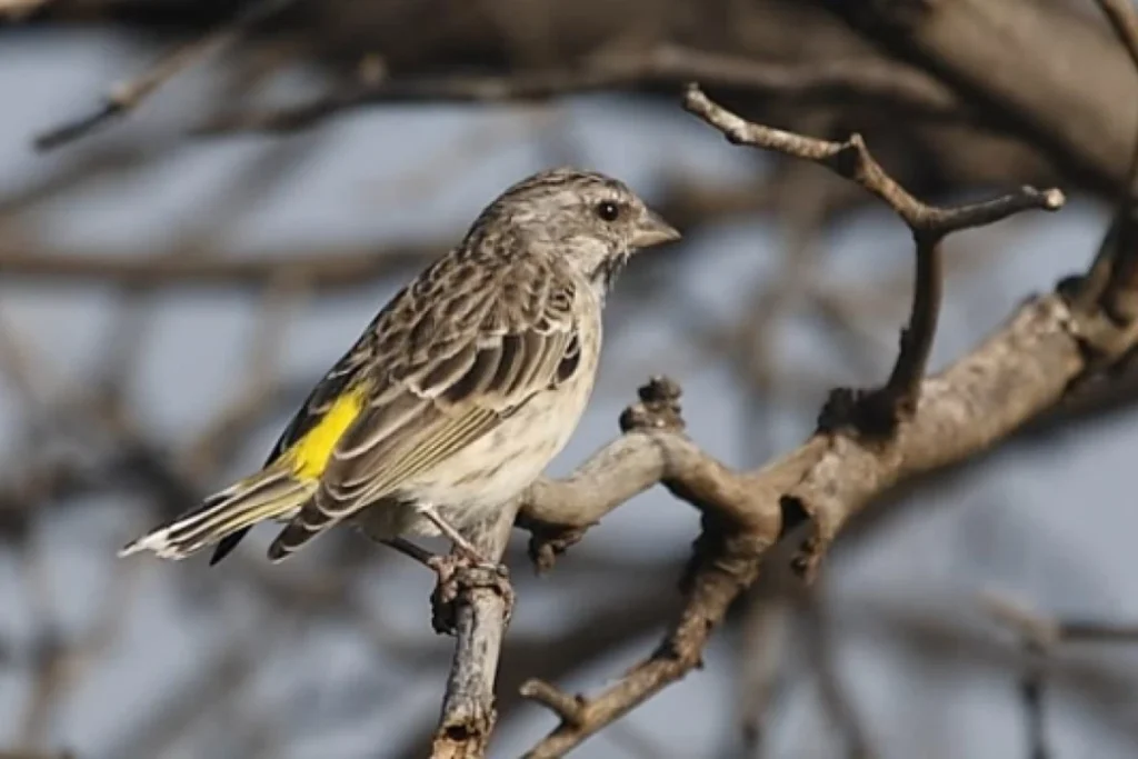 cara ternak burung blackthroat