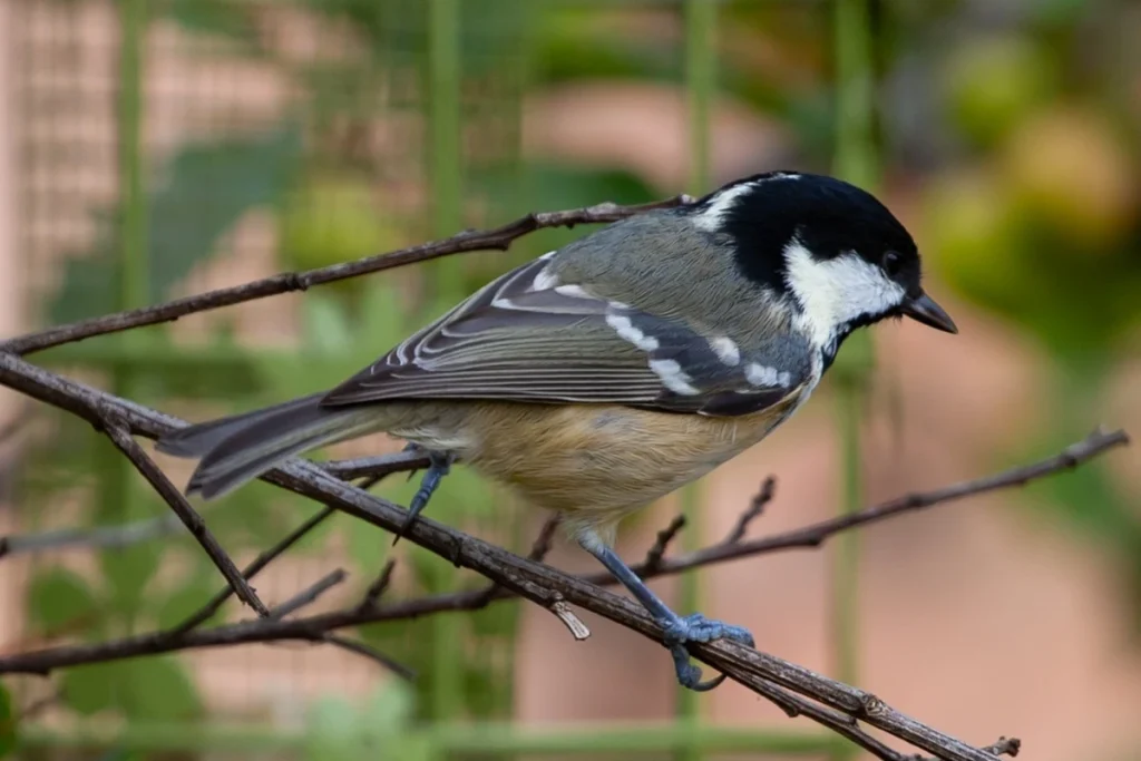 cara ternak burung gelatik