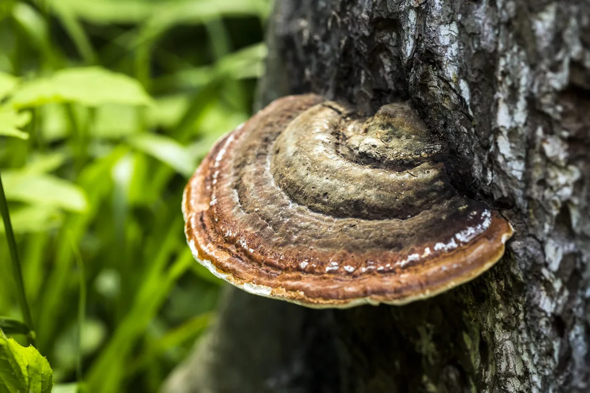 ganoderma kelapa sawit