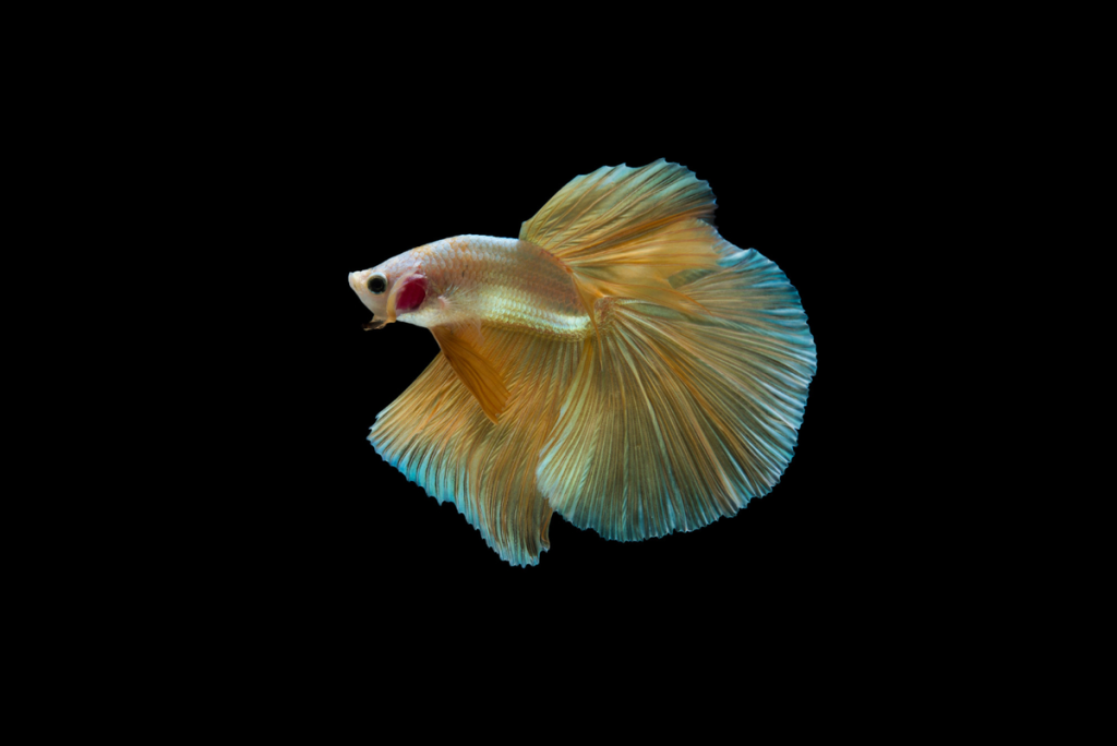ikan guppy makan apa