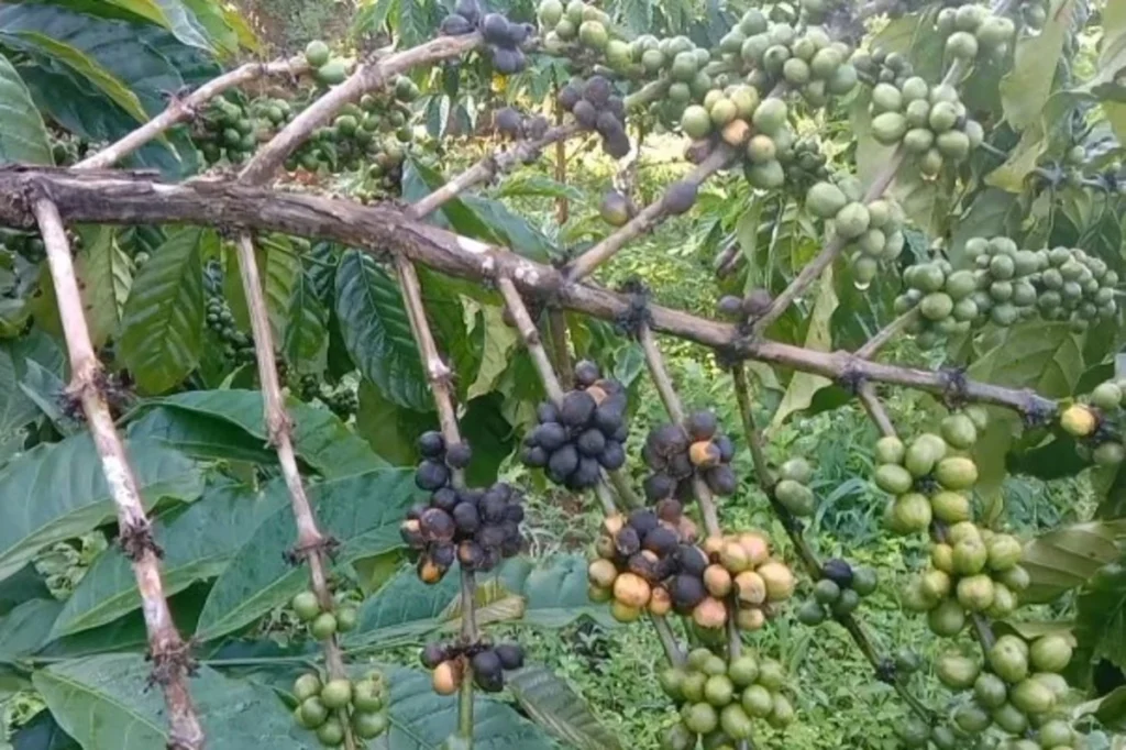 jamur upas tanaman kopi