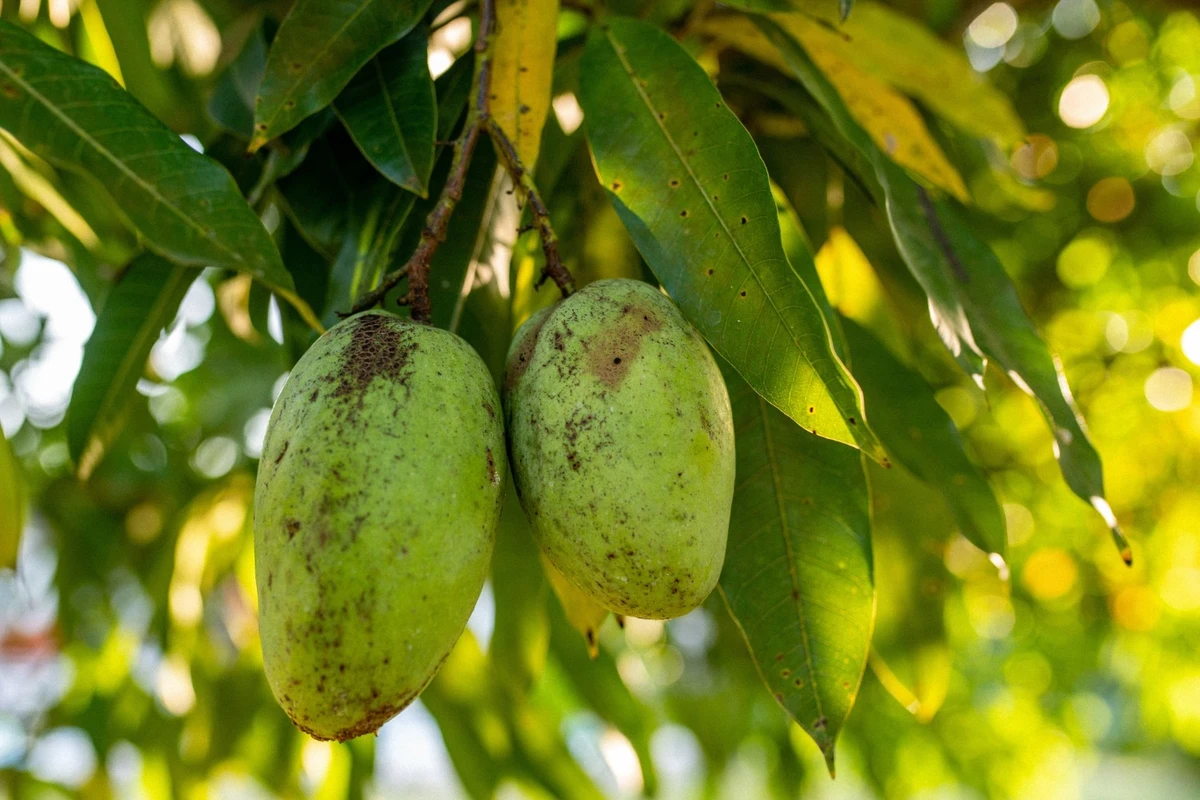 kenapa mangga tidak berbuah