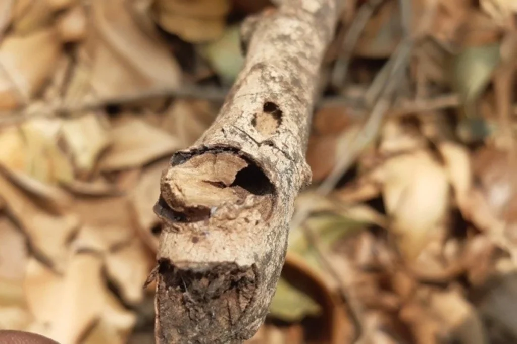 penggerek batang cengkeh