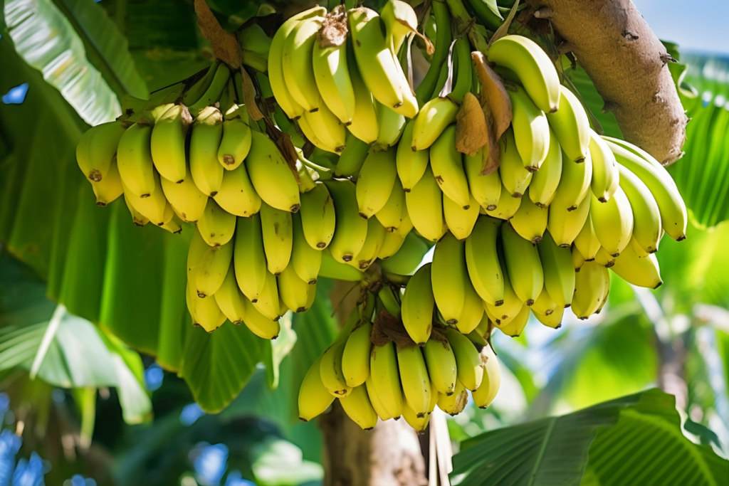 penyakit darah pada pisang